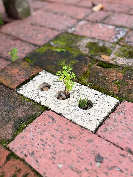 istock Mossy Bricks with Plants Popping Through Holes 2208030264