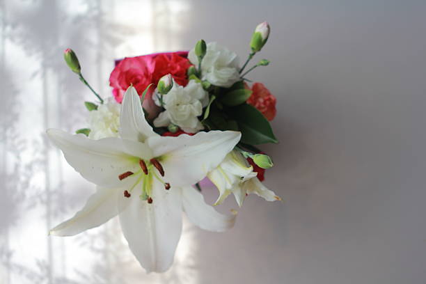lily
