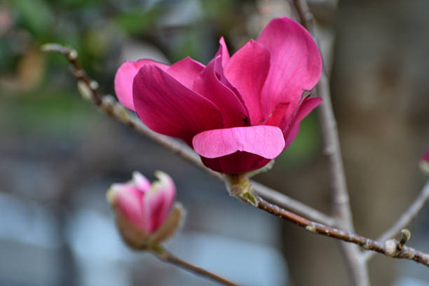 Magnolia liliiflora or Lily magnolia is deciduous shrub that blooms large pink to purple showy flowers in early spring before the leaves come out. It is one of the smaller species found in the magnolia genus, growing to about 4 meters high. It is native to China, but has been cultivated over centuries in Japan as well and sometimes called Japanese magnolia. Other names include Mulan magnolia, purple magnolia, red magnolia, tulip magnolia, Jane magnolia and woody-orchid.