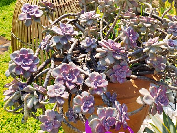 Graptopetalum 'Purple Delight'