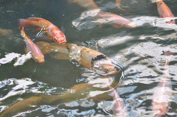 istock Fish in a pond near the surface Thailand 2208038547