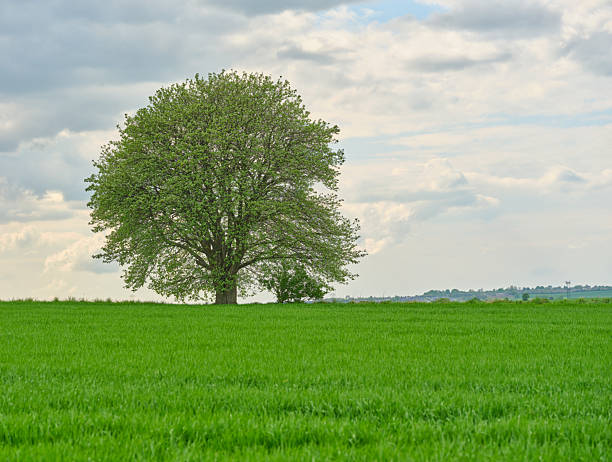 A lone tree stands in a lush, green meadow under a partly cloudy sky in Denmark. The serene setting invokes a sense of peace and connection with nature.