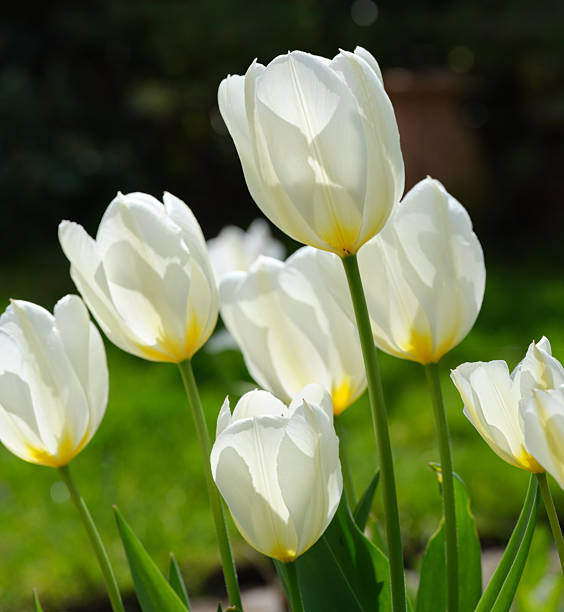 istock Beautiful White Tulips Blooming in a Sunny Garden Amidst Greenery 2208038740