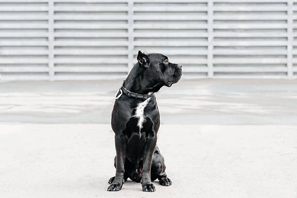 istock black dog sits in city park 2208039911