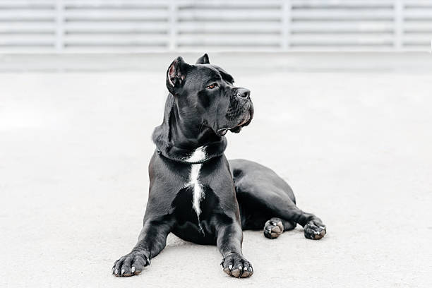 istock black dog sits in city park 2208039922