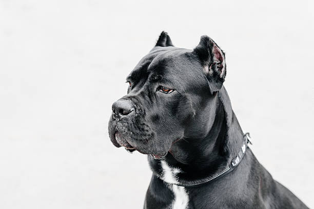 istock black dog sits in city park 2208039930