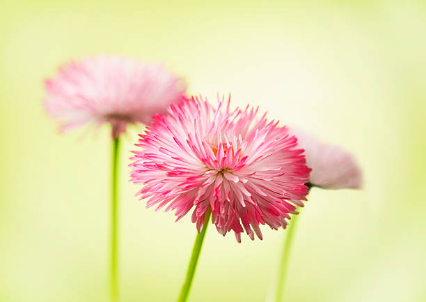 delicate red daisy flower on green background