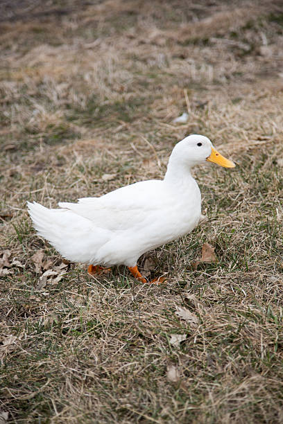 istock White duck walking on dry grassy field outdoors 2208041497
