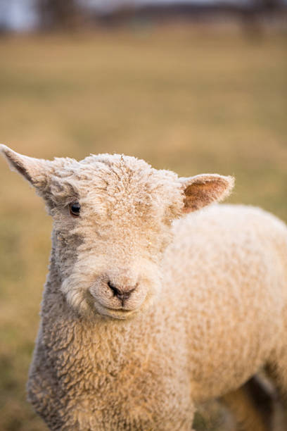 istock Close-up of a fluffy lamb standing in a sunlit pasture 2208041562