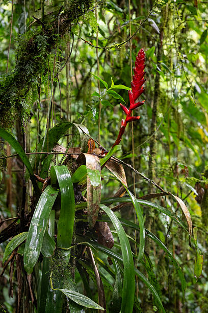 Beautiful red bromeliad flower in green rainforest area in Penedo, Rio de Janeiro, Brazil