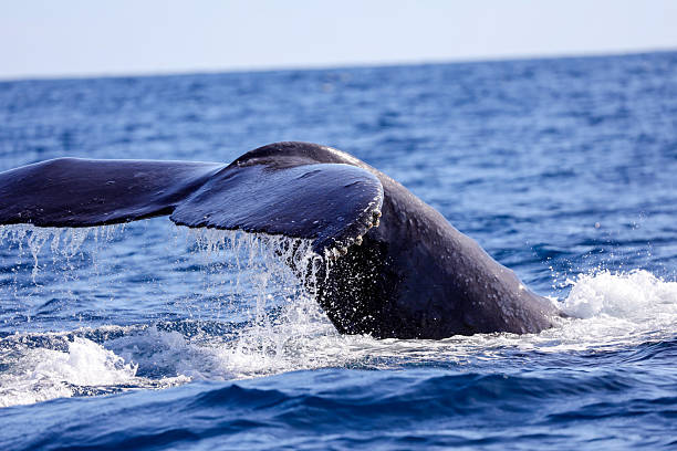 istock Whale Fluke in Cabo San Lucas 2208043209