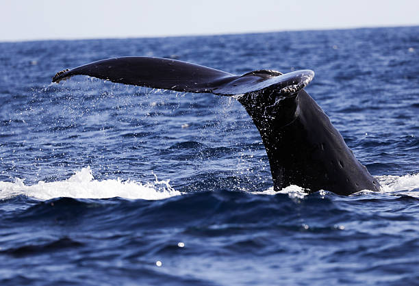 istock Whale Fluke in Cabo San Lucas 2208043264