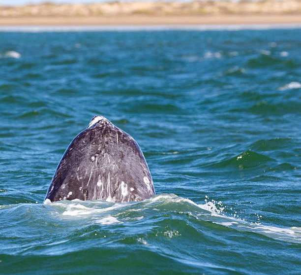 istock Grey whales in Mexico 2208043331