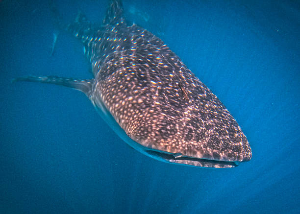 istock Whale Sharks in Mexico 2208043346