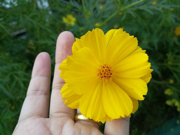 istock A yellow cosmos touching by a woman hand. 2208047217