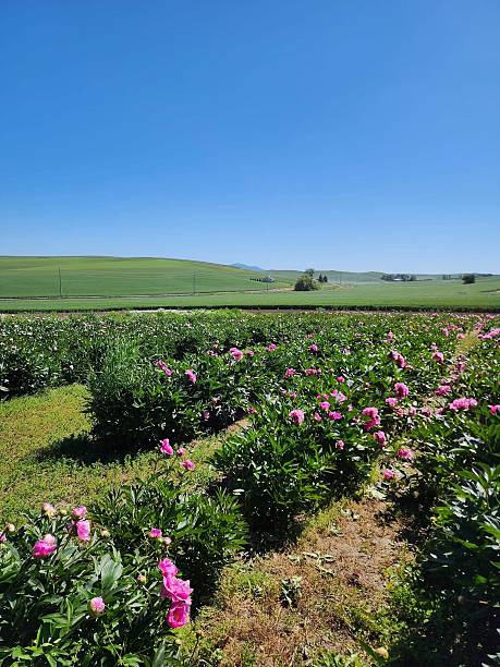 istock Blooming Pink Peonies in a Scenic Countryside Field 2208047265