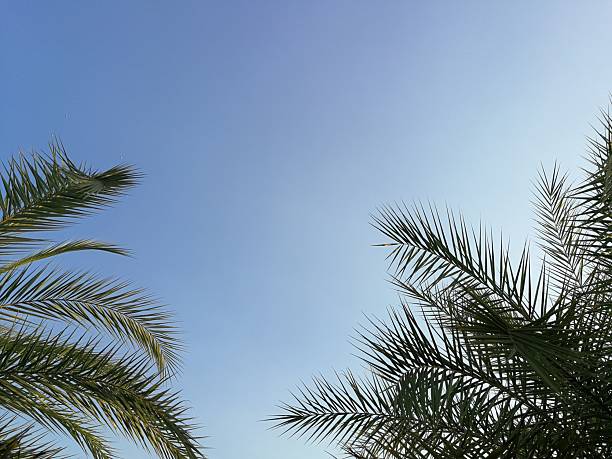 Palm fronds planted as ornamentals in a garden with a clear sky in the background.