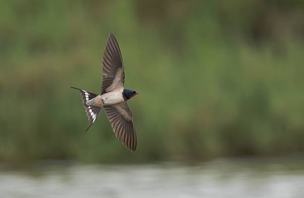 istock A barn swallow in mid-flight against a blurred green background, showcasing its graceful wingspan. 2208048442