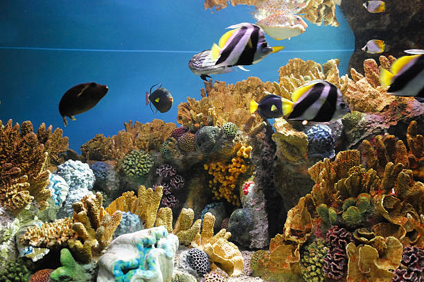 istock colorful coral reef underwater and fish 2208050666