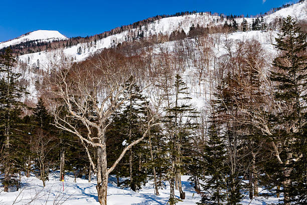 istock Snowy trees and mountain alpine scenery on a cold, crisp winter day. Hakuba 2208050801