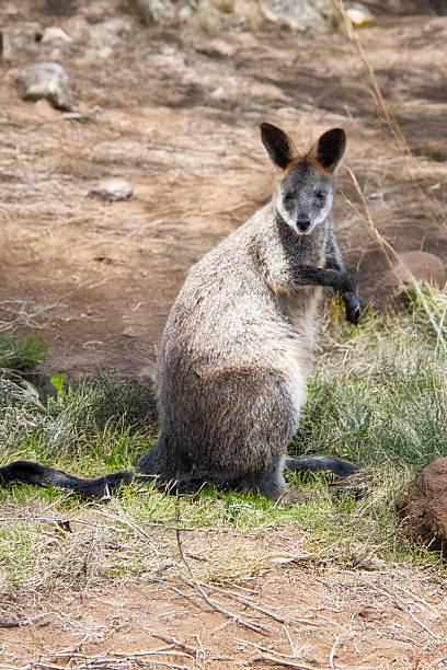 istock this is a joey swamp wallaby 2208050943