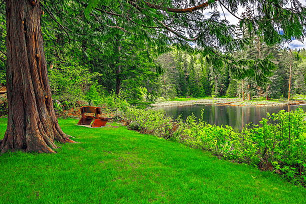 Forest  Lake in Nature Park covered with water plants,  bench for rest on the shore,  green forest and cloudy sky