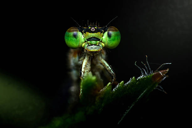 istock Damselfly perching on a plant at night showing its green eyes 2208053411