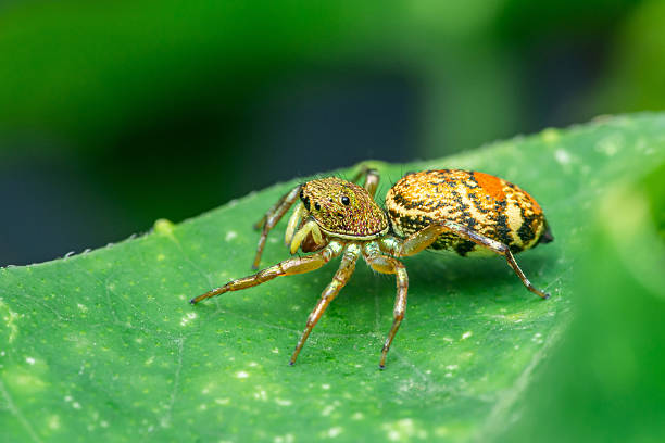 istock Colorful jumping spider standing on green leaf 2208053533