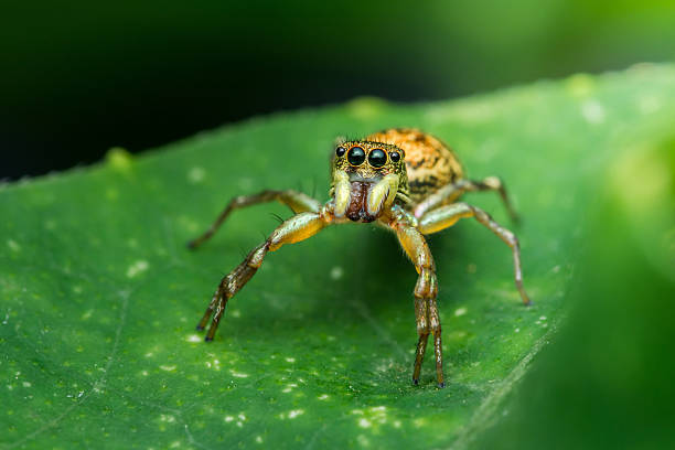 istock Jumping spider standing on green leaf in natural habitat 2208053568