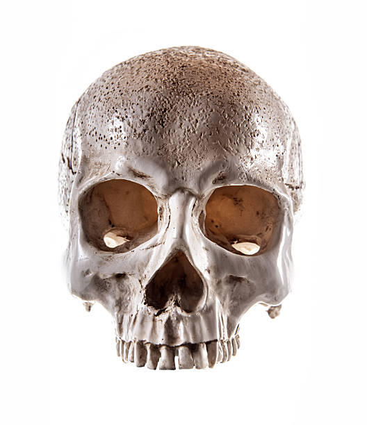 istock Human skull with hair isolated on white background 2208053726