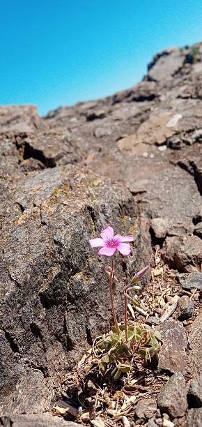 istock Flowers in the desert 2208057011