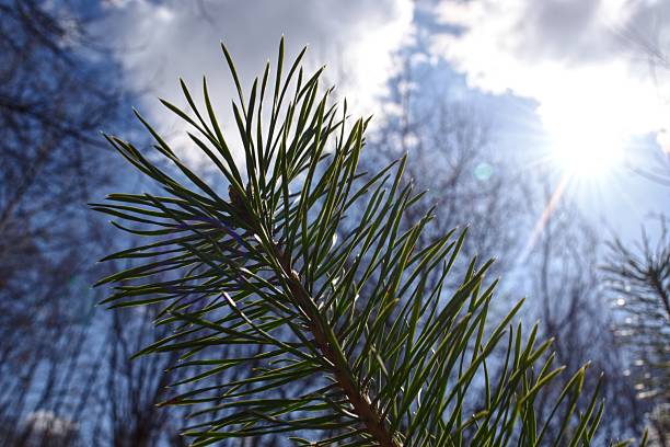 Pine branch against sunny sky