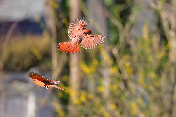 istock Red cardinals in flight 2208057557
