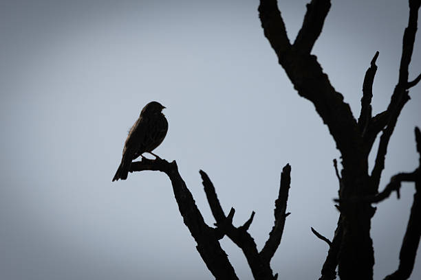 A Corn Bunting (Emberiza calandra) in silhouette on a branch. The small songbird perches against the light, its distinctive shape and posture visible against the sky. Its sturdy body, strong beak, and slightly ruffled feathers highlight its presence in its natural habitat.