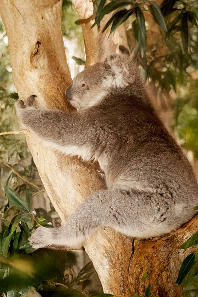 istock the koala is resting in the fork of a tree 2208058018