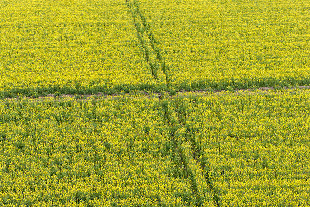 Rape flowers and Chinese ancient buildings
