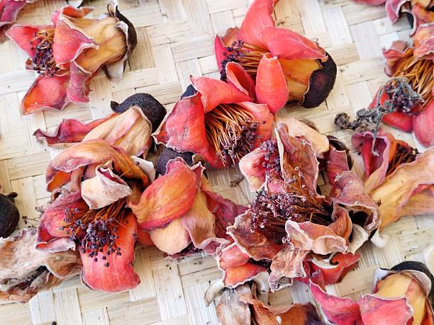 Dried Bombax ceiba