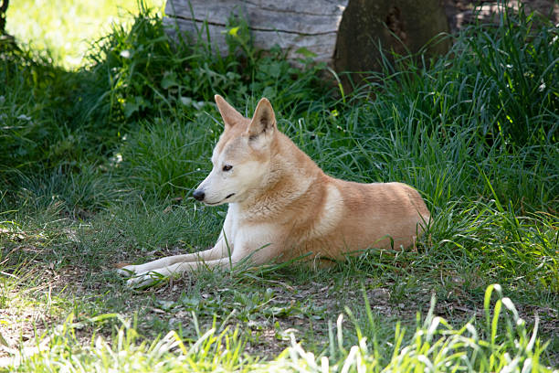 istock the golden dingo is resting on the grass 2208059927