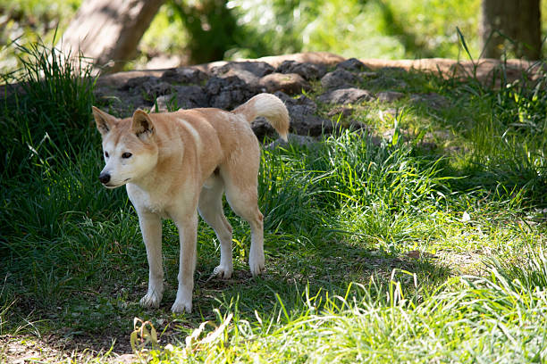istock the dingo is getting ready to pounce 2208059981