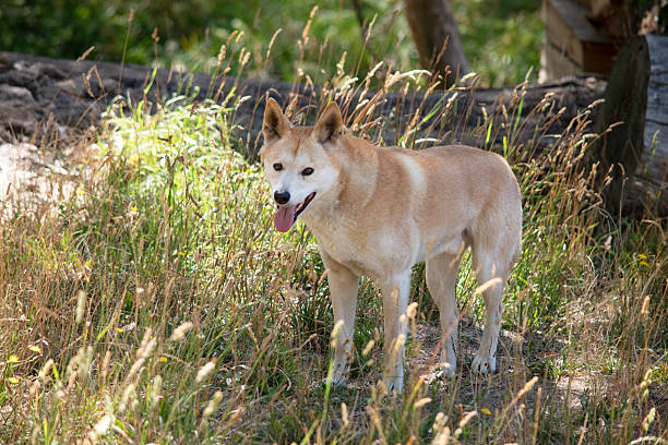 Dingos are a dog-like wolf. Dingos have a long muzzle, erect ears and strong claws. Dingos usually have a ginger coat and most have white markings on their feet, tail tip and chest.