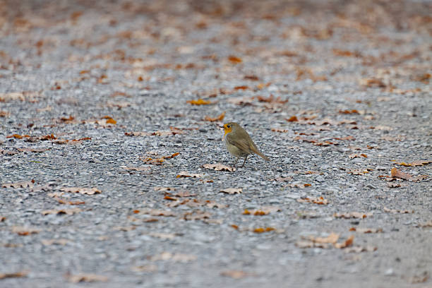 Close-up of robin bird perching on ground at park