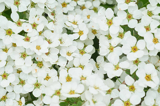 istock White flowers of spirea, spring backgrounds, nature backgrounds (Background Texture Series) 2208063085