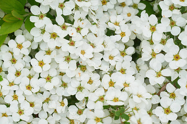 istock White flowers of spirea, spring backgrounds, nature backgrounds (Background Texture Series) 2208063087