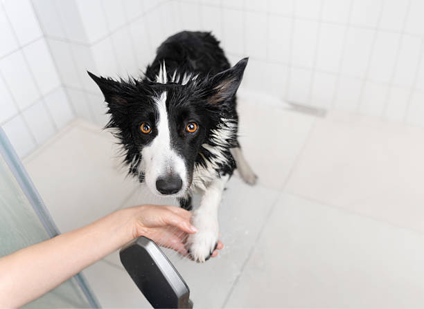 istock Poor wet border collie waits patiently while his owner washes him after a walk. 2208065071