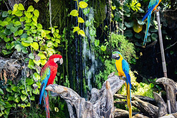istock Pair of parrot Macaw sitting on the branch and green tree 2208065582