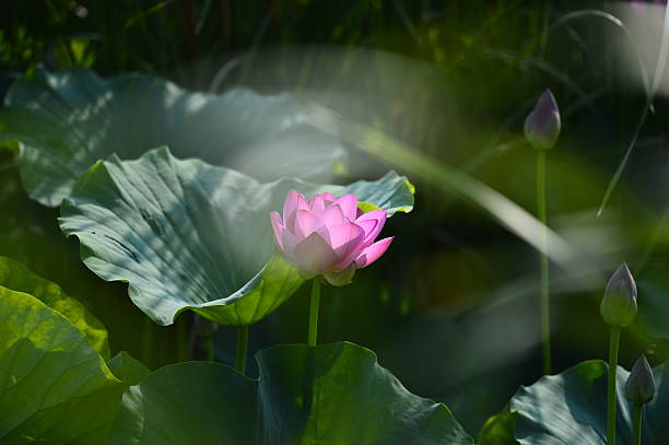 istock Blooming lotus flowers in the park 2208066870