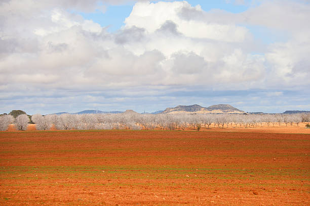 Almond trees in bloom on red clay soil