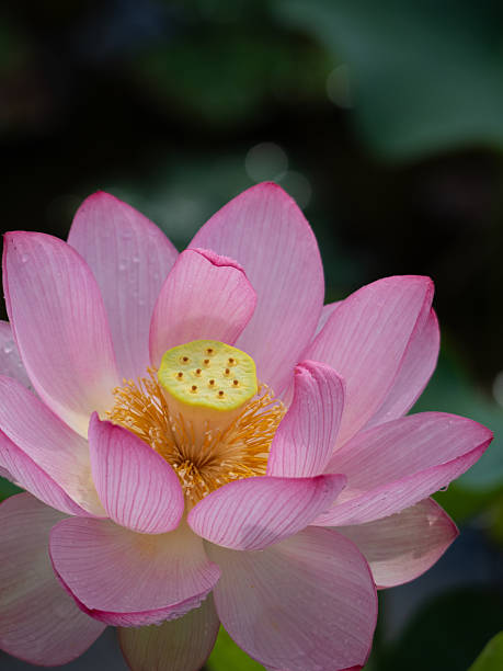 istock A vibrant pink lotus flower 2208067973