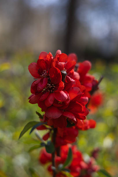 blooming quince, red flowers close up, background