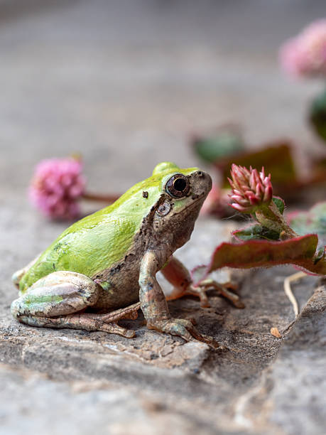 istock A small, vibrant green Japanese tree frog 2208068490